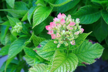 A close up view of the beautiful plant Hydrangea Macrophylia