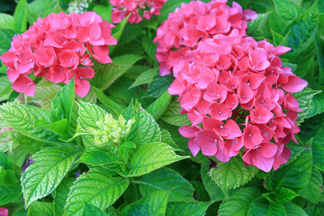 A small cluster of Pink Hydrangea plants