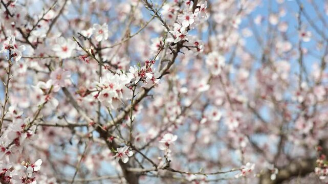 Branches of bloomed almond tree covered with blossoms having thin white petals