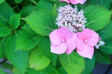 Close up of the Lacecap Hydrangea
