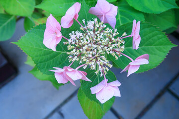Close up view of the Lacecap Hydrangea