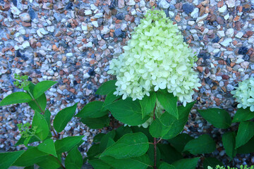 A close up view of the conical shaped Hydrangea Paniculata