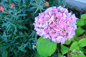 Hydrangea Macrophylia flower
