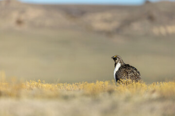 Sage Grouse adult male taken in eastern Wyoming