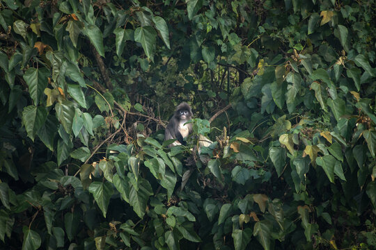 Phayre's leaf monkey (Trachypithecus phayrei), also known as Phayre's langur, is a species of Old World monkey at Dosdewa, Karimganj, Assam, India