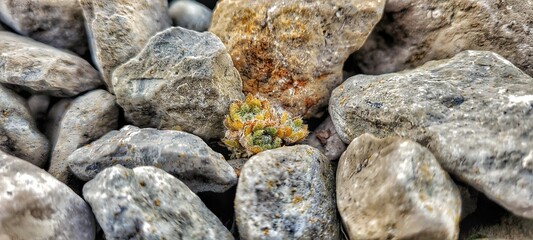Stones around a small plant