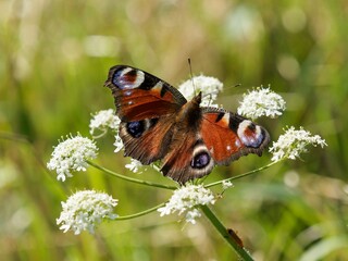 Aglais io | Tagpfauenauge Schmetterling. Oberflügel wunderschön rot gefärbt mit weißen,...