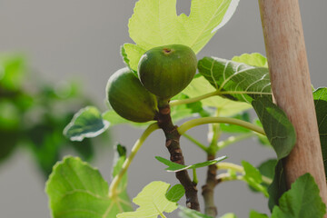 Close-Up of Fresh Figs Growing on a Sunlit Tree at garden