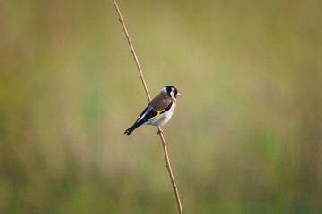 Single goldfinch (Carduelis carduelis) isolated on clean background