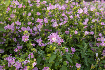 Obraz premium Small pink flowers in a flower bed. Lavatera thuringiaca