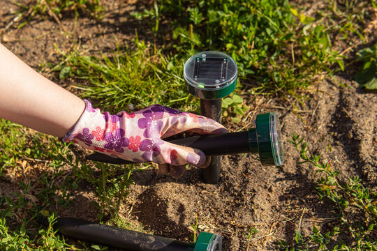 Woman in pink gardening gloves installs a rodent repeller in the ground. Protection of the garden from snakes, mice and moles