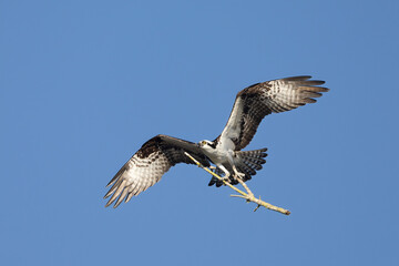 Osprey in flight taken in eastern FL