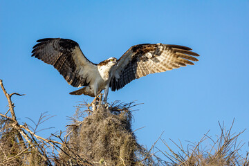 Osprey taken in eastern Florida