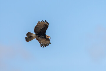 Snail Kite adult female in flight taken in SW Florida