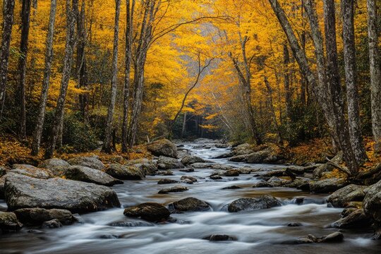 Autumnal forest stream