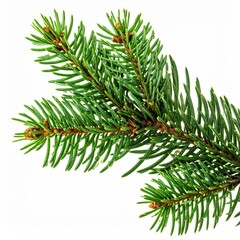 Fototapeta premium Isolated Green Fir Branch Against White Background for Decoration and Holiday