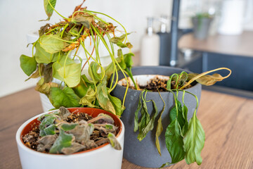 Dry and withered houseplants in a home environment after a long absence. Missed care, neglected...