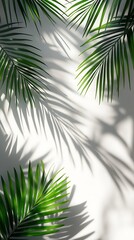 Obraz premium Palm Leaf Shadows on White Surface