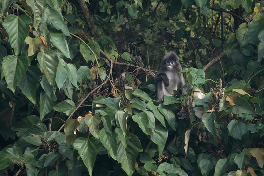 Phayre's leaf monkey (Trachypithecus phayrei), also known as Phayre's langur, is a species of Old World monkey at Dosdewa, Karimganj, Assam, India