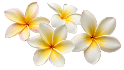 Fototapeta premium Beautiful isolated white frangipani and plumeria flowers with a touch of yellow evoke tropical bliss and natural beauty