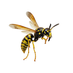 wasp isolated on white background