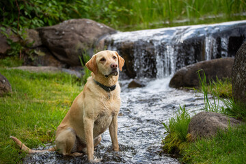 Yellow Lab cooling off in a stream with a waterfall in the background