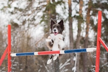 Beautiful border collie dog jumping over a barrier. Engaged in the canine sport agility. Against...