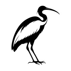 Sacred Ibis Bird Wildlife Vector Illustration