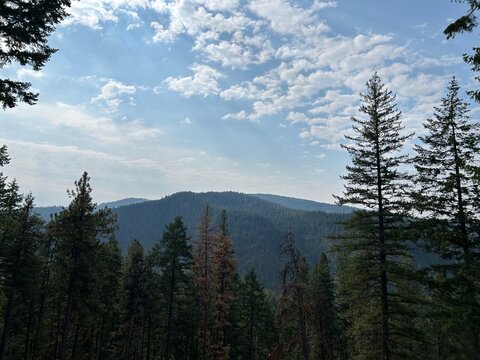 Idaho Forest captured from Mountaintop