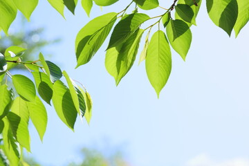 新緑の桜の葉のクローズアップ　青空背景