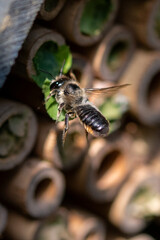 Solitary bees flying towards wooden bee hotel