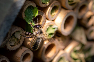 Solitary bees flying towards wooden bee hotel