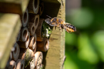 Patchwork leaf cutter bee, Megachile centuncularis, flying into nest