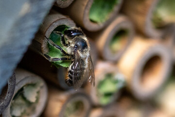 Patchwork leaf cutter bee, Megachile centuncularis, flying into nest with part of a honeysuckle leaf
