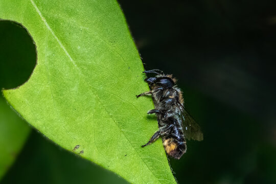 Patchwork leaf cutter bee, Megachile centuncularis, sizing up a honeysuckle leaf for nest building