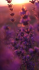 Lavender flowers sunset: field blooms with purple hues during a golden hour for fragrant harvest.