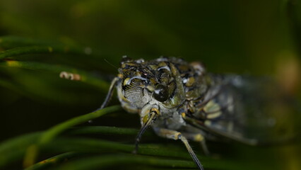 close-up photo in marco lens of a cicada on a leaf