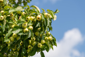 Lush green apple fruits dangle from branches under a bright blue sky, showcasing the vibrancy of an orchard during the peak of the growing season. Harvest is anticipated soon.