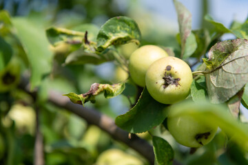 Fresh green apples hang from branches in a vibrant orchard, showcasing the beauty of agricultural cultivation during the harvest season. Perfect for fruit lovers and nature enthusiasts.