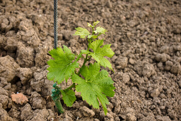 neu gepflanzte Weinrebe