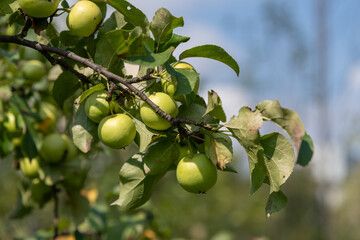Fresh green apples hang from branches in a vibrant orchard, showcasing the beauty of agricultural cultivation during the harvest season. Perfect for fruit lovers and nature enthusiasts.