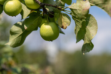 Fresh green apples hang from branches in a vibrant orchard, showcasing the beauty of agricultural cultivation during the harvest season. Perfect for fruit lovers and nature enthusiasts.