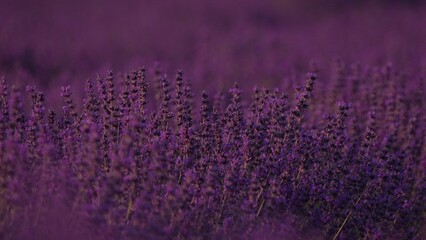 Lavender field flowers purple aromatherapy summer blooming for relaxation.
