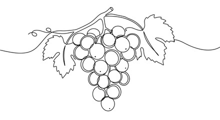 Bunch of grapes on the vine isolated on transparent background  