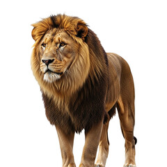 Fototapeta premium Majestic African Lion A Powerful Portrait