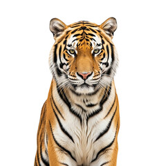 Naklejka premium Bengal Tiger Powerful Portrait Wild Cat Photography Majestic Animal