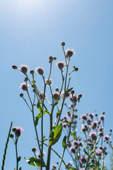 Blooming Creeping Thistle (Cirsium arvense) 