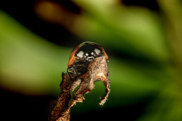 Ladybird in macro on leaf