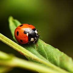 Ladybird in macro on leaf