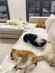 Six adorable Pomeranian dogs of various breeds are peacefully sleeping on a cozy couch, showcasing...